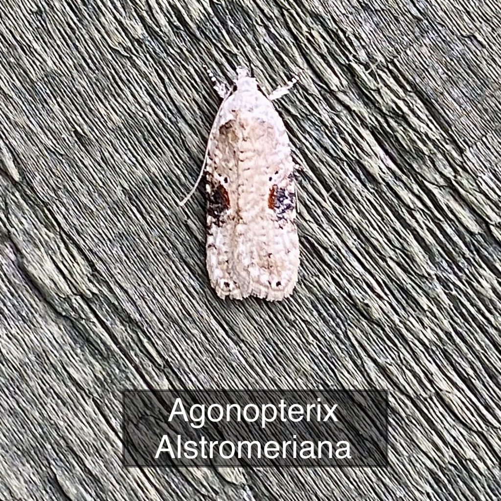 Agonopterix Alstromeriana