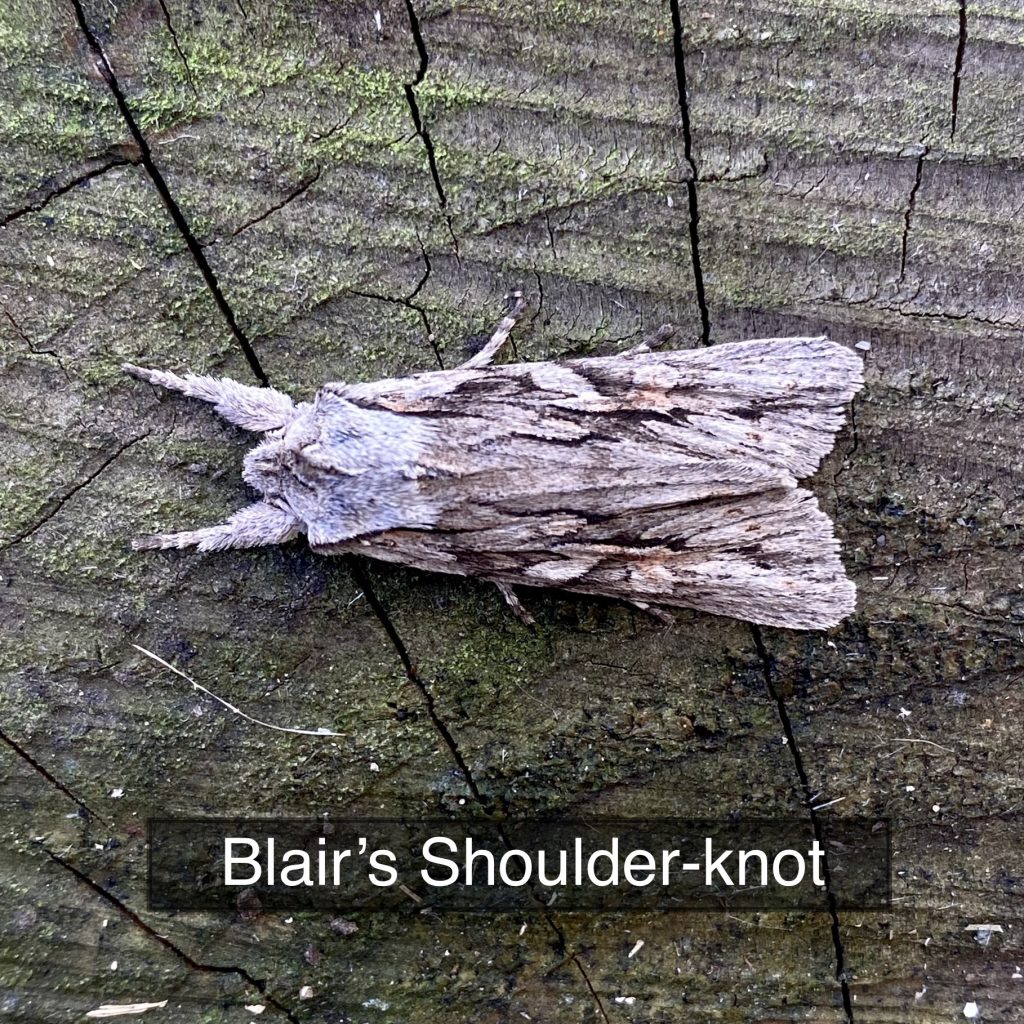 Blair's Shoulder-Knot