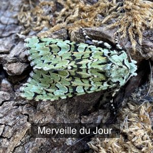 Merveille du Jour