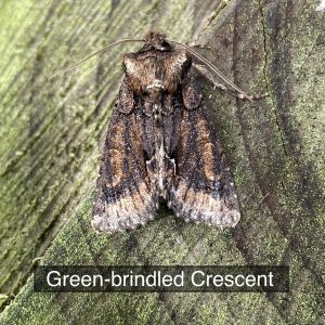 Green Brindled Crescent