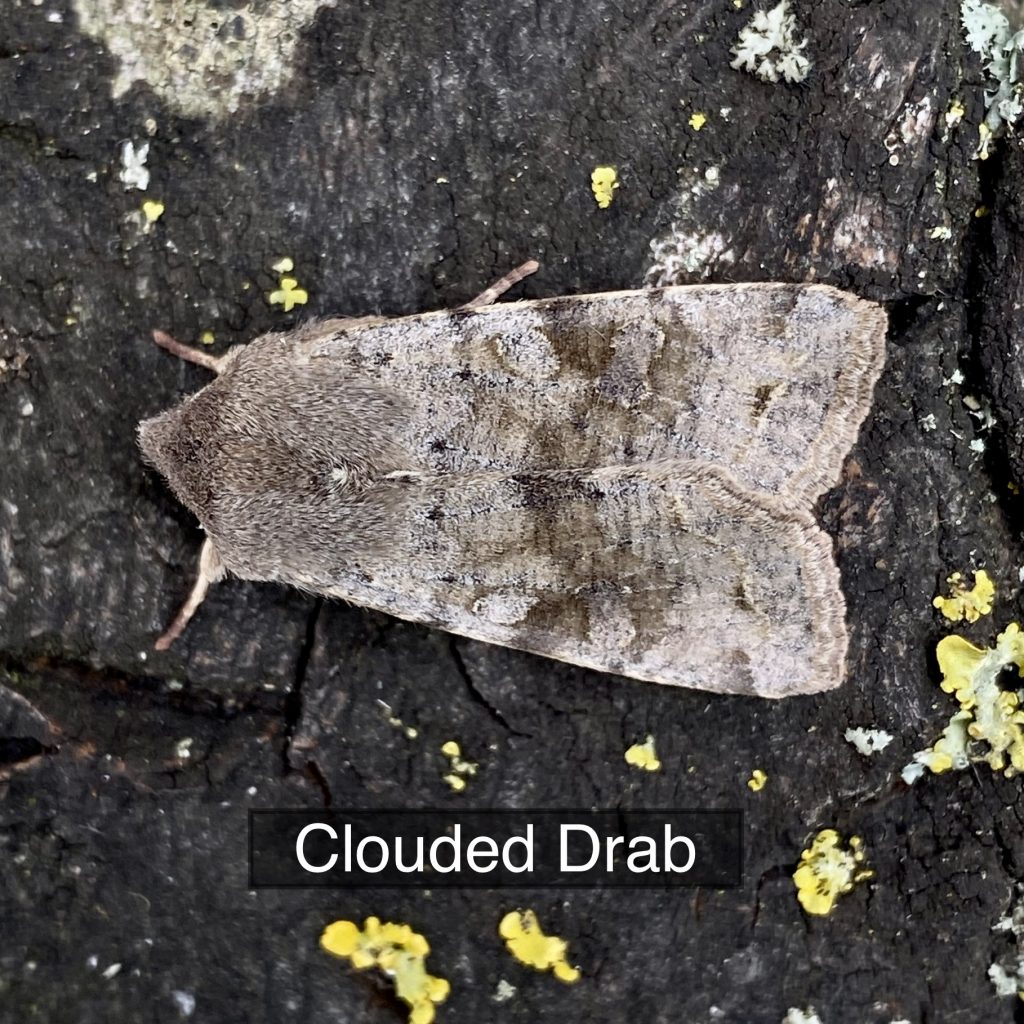 Clouded Drab