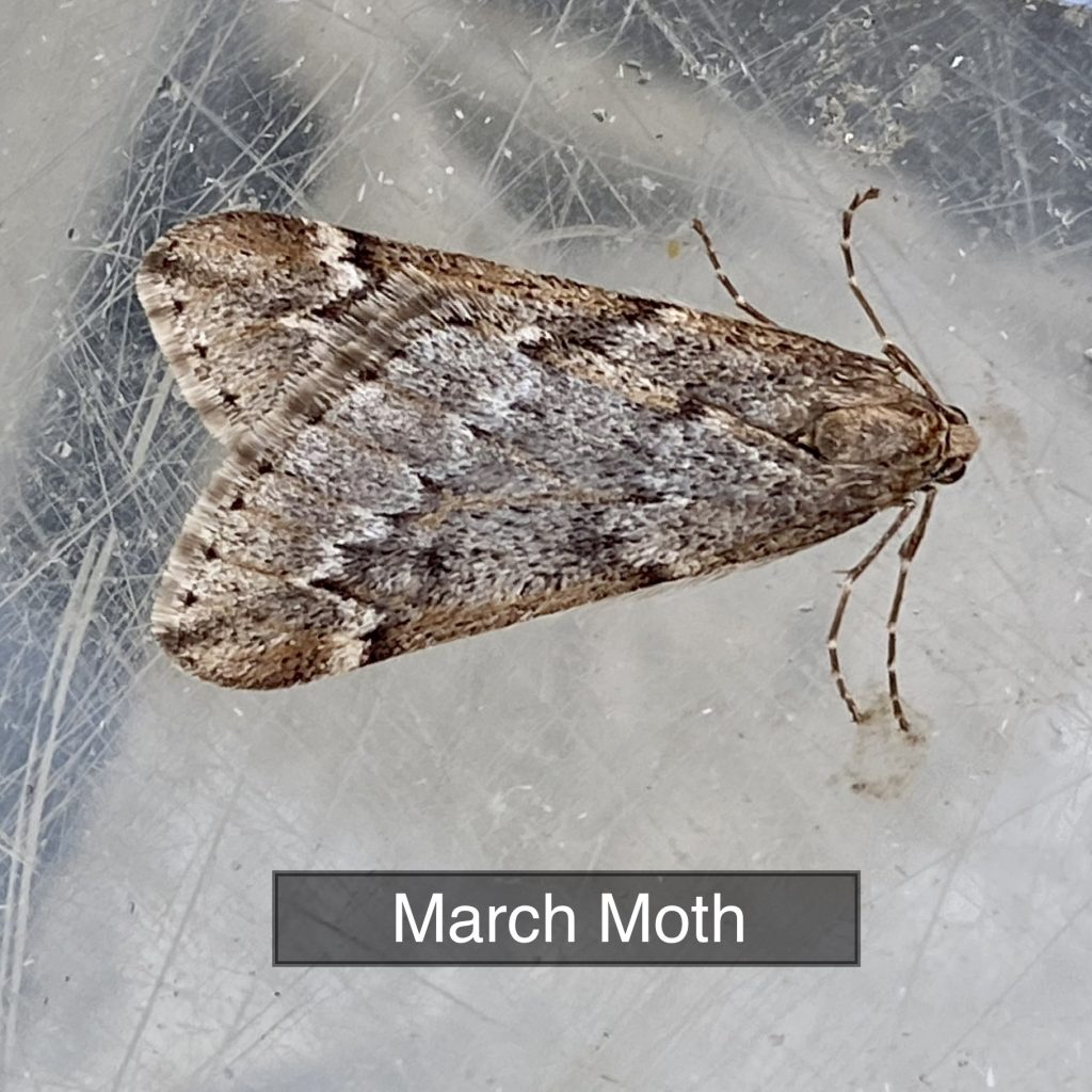 March Moth