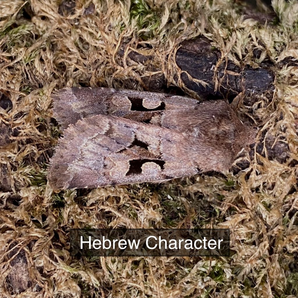 Hebrew Character