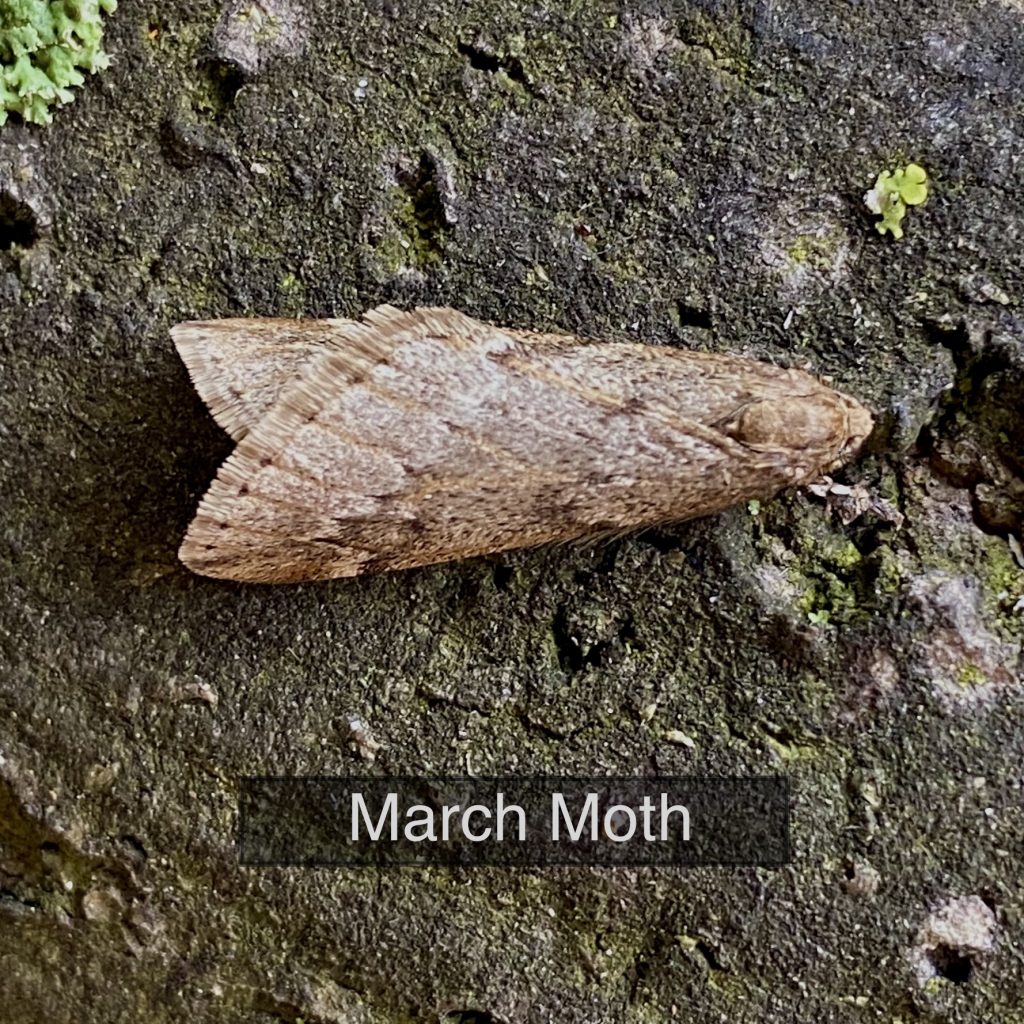 March Moth