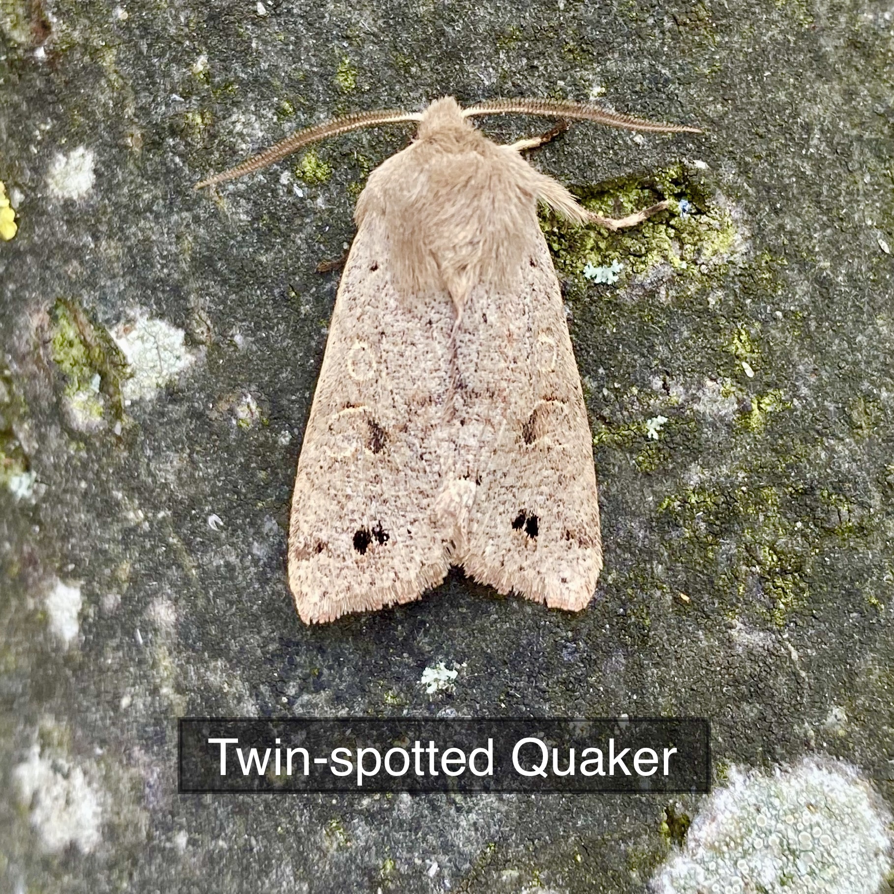 Twin-spotted Quaker